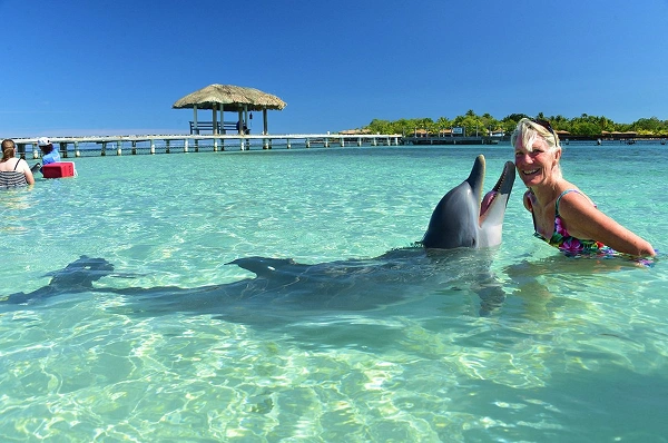 Dolphin swimming close to a guest